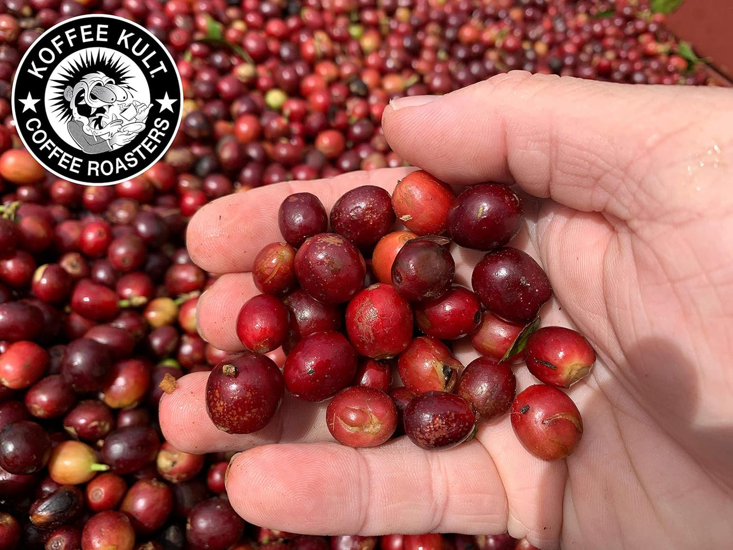 Koffee Kult Thunder Bolt Dark French Roast Whole Bean Coffee - Small Batch 100% Arabica Gourmet Blend, Bold and Well Balanced, 80oz Resealable Package