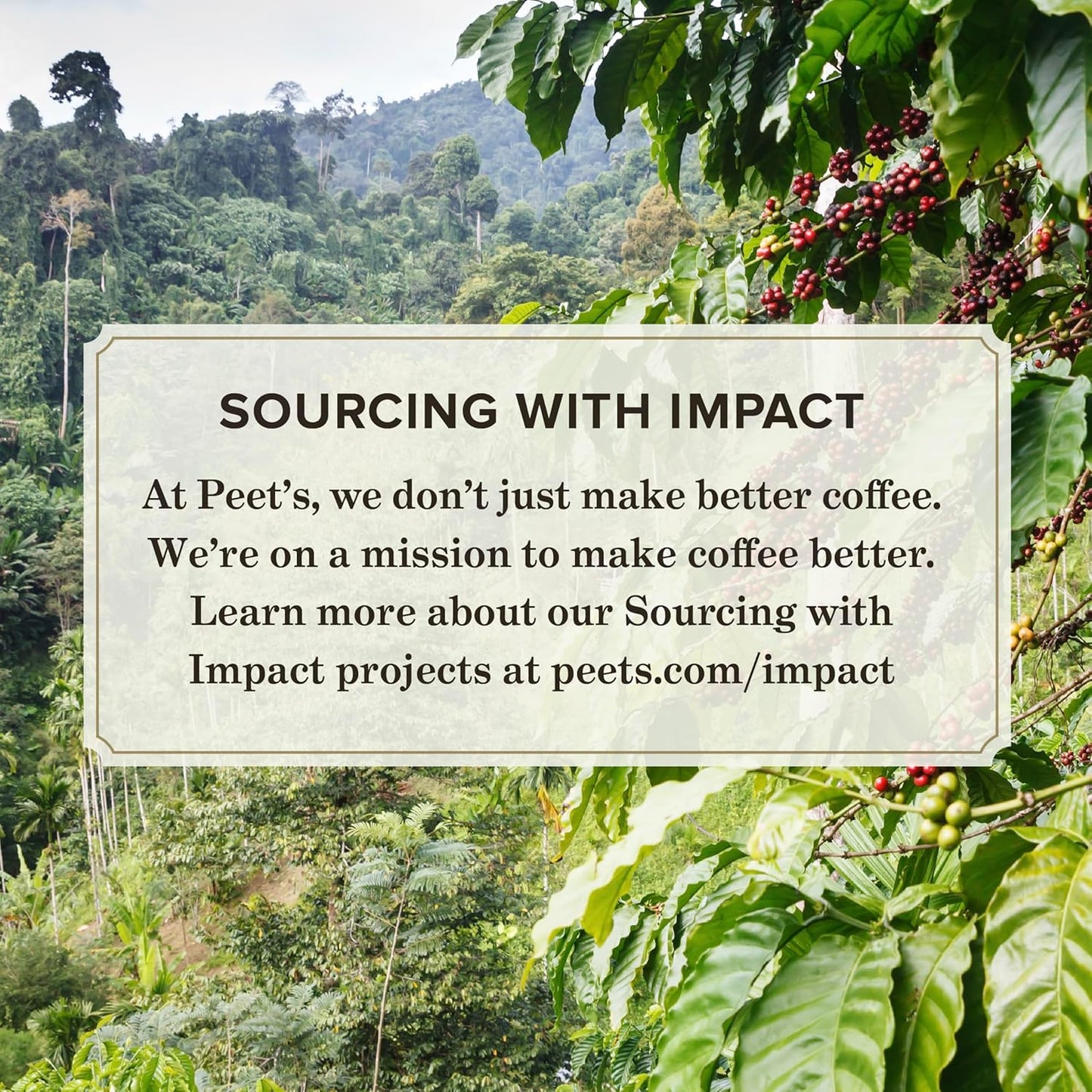 Peet's Coffee, Dark Roast Whole Bean Coffee - Major Dickason's Blend 63 Ounces (6 Bags of 10.5 Ounces)